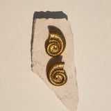 Shell earrings
